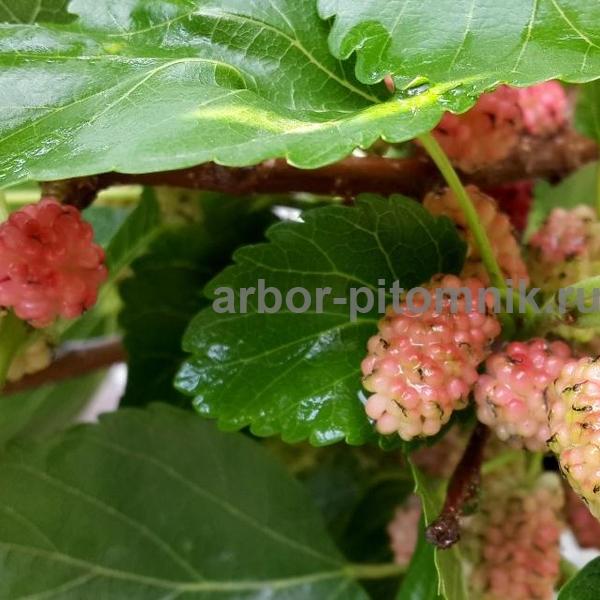 Саженцы шелковицы в Москве и Подмосковье из питомника Арбор — фото 5